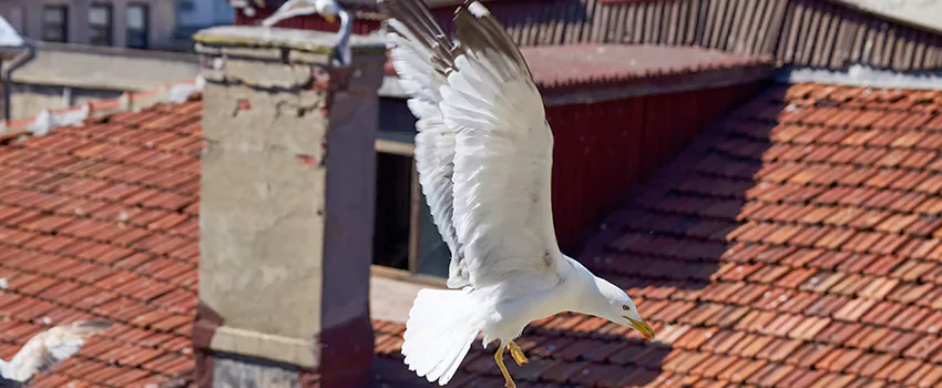 Residential Chimney Animal Removal Solution in Eagle Mountain, UT